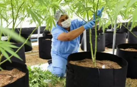 Consorcio Panamericana de Cannabis presenta al MIDA planes para cultivo medicinal en Panamá Pacífico