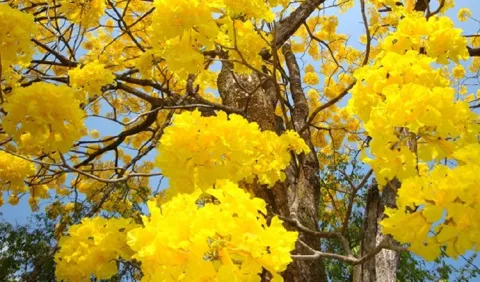 Reforestar con guayacanes: garantizar un espectáculo en medio de una naciente preocupación
