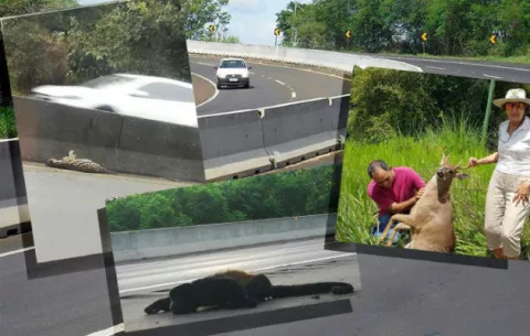 Conservacionistas piden un alto a las carreteras con  'muros de muerte'