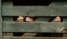 Los Santos, Panamá Oeste y Chiriquí lideran la industria porcina. Foto ilustrativa