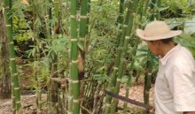 Un total de 17 fincas forman parte del proyecto. Cortesía