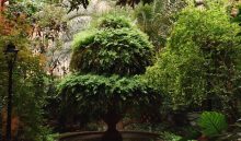Los espacios verdes dentro de edificaciones y en áreas abiertas es una práctica habitual de reforestación en grandes ciudades.  Foto ilustrativa