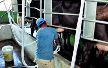 Las agrupaciones de productores lacteos advirtieron que  este recorte afectará de manera directa a los eslabones más vulnerables de la cadena productiva . Foto. Thays Domínguez