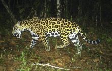 En el parque Darién hay una gran biodiversidad. Foto: Cortesía