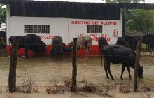 Productores locales denuncian que, pese a ser una zona clave para la economía veragüense, las inversiones en caminos de producción, drenajes y puentes rurales han sido mínimas. Foto. Melquíades Vásquez