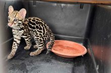  Senafront rescató a la cría de ocelote en la comunidad de Salsipuedes, distrito de Renacimiento.Foto MiAmbiente