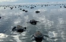 53 nidos fueron incubados en el vivero artificial del área protegida. Foto: Cortesía
