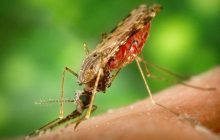 La malaria es una enfermedad curable. Foto: Archivo
