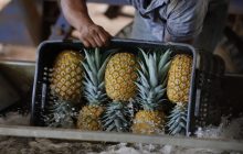 Las frutas representan un 12.8% de los productos exportados. Foto: Mici
