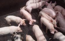 Se busca fomentar una porcicultura moderna. Foto: Cortesía