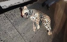 Jaguar atropellado. Foto: Cortesía