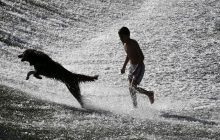 Los rasgos distintivos del cráneo de los perros aparecieron por primera vez durante el Holoceno temprano.