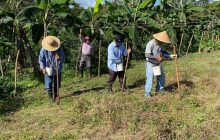 Además del poroto, se validan especies agrícolas como el café, cacao, otoe, guandú, plátano y pitaya, para apoyar con semillas a los pequeños productores y a grupos de agricultura familiar que así lo requieran.  Foto. Cortesía MIDA