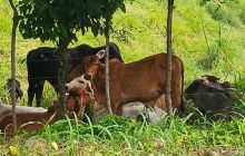 Entre las modalidades detectadas se encuentra el uso de vehículos equipados con dobles tinas refrigeradas, una estrategia que les permite movilizar el producto ilícito sin levantar sospechas en los puntos de control. Foto. Melquíades Vásquez