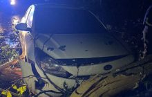 Cayeron varios árboles en la vía. Foto: Diomedes Sánchez