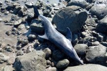 La comunidad, al ver los delfines, trató de ayudarlos. Foto: Thays Domínguez