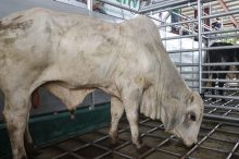 Varias razas han sido mejoradas con el programa que ejecuta el Mida. Foto: Cortesía Mida