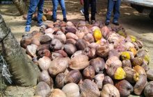 Entre las técnicas implementadas destacan la tipificación de plantas madres. Foto: Diómedes Sánchez 