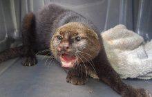 El jaguarundi, de pequeña cabeza y larga cola, que no tiene manchas ni tampoco rayas. Foto: Cortesía