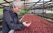 Productor de Lamastus Family, Wilford Lamastus, manipulando granos de café en Boquete (Panamá). EFE/ Marcelino Rosario