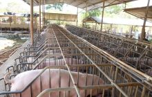 Los productores reiteraron su disposición al diálogo, pero insistieron en la necesidad de políticas públicas que aseguren condiciones justas de competencia y eviten el debilitamiento de uno de los sectores productivos más importantes del país. Foto. Melquíades Vásquez