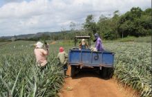 La piña es un rubro con un costo de aproximadamente 20,000 dólares por hectárea. Además de depender del mercado internacional. Foto. Eric Montenegro