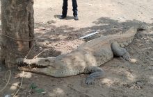 La reducción de su hábitat incide en aumento de avistamientos. Foto: Cortesía