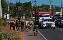 Las autoridades instaron a la población a reportar de inmediato estos casos para prevenir hechos lamentables en las carreteras de la provincia. Foto. Melquíades Vásquez
