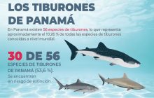 Panamá da pasos importantes para la conservación de los tiburones. Foto: Cortesía