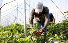 Se benefician los micros y pequeños productores. Foto: Cortesía