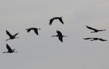 Restricciones para movimientos de aves. Foto: Archivo/EFE