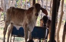 Actualmente muchos de los abrevaderos utilizados para el ganado ya se encuentran secos, mientras que varios pozos han comenzado a agotarse. Foto. Thays Domínguez