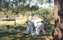 Este tipo de emergencias preocupa, ya que duplica el trabajo del Cuerpo de Bomberos de Coclé. Foto. Cuerpo de Bomberos