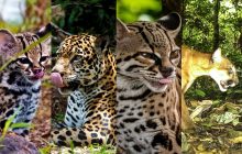 Panamá avanza en una agenda integral para la conservación de los felinos silvestres. Foto: Mi Ambiente