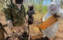 Mujeres sacando un panal de miel, en París (Panamá). Foto: EFE