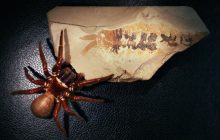 Una araña actual al lado de un fósil. Foto: EFE 