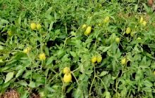 Si no se apoya al productor, el consumidor será el que sufrirá las consecuencias con precios más altos. Foto. Archivo