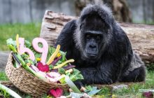 Fatou requiere cuidados y atención especiales. Foto: EFE / EPA / Filip Singer