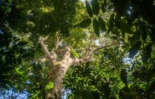 Interacciones positivas son más habituales en los bosques tropicales. Foto: Cortesía