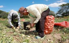 La cosecha de cebolla en Natá inició con buen ritmo con el fin de abastecer al mercado del producto nacional. Foto: Cortesía