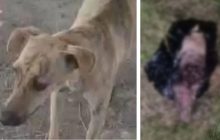 El caso de ‘Ferchita’ ha generado indignación. 