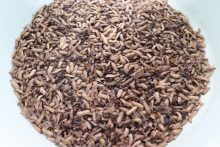 Las larvas de la mosca soldado negra son reconocidas por su alta capacidad de bioconversión. Foto: Cortesía 