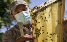 La FAO ofrece cursos para formarse sobre esa técnica.