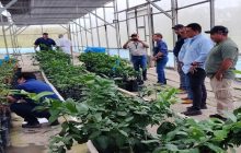 MIDA desarrolla giras técnicas y talleres regionales para impulsar cultivos.