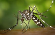 Mosquito  Aedes aegypti,  vector principal de la enfermedad.