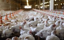 Vigilancia sanitaria como parte de las medidas preventivas contra la Influenza Aviar en Panamá.