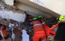 Las 12 unidades se mantienen en buen estado de salud. Foto: Cortesía