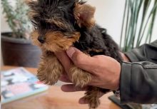 Rocco, el nuevo integrante de la familia.