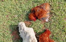 Personal de Salud Animal acudió al sitio para levantar el informe técnico y recolectar muestras que fueron enviadas al laboratorio, con el propósito de determinar el origen de la mortandad. Foto. Ilustrativa