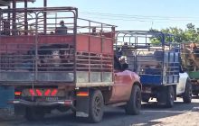 Los ganaderos aclaran que no venden porque quieran abandonar la actividad ganadera, sino porque buscan proteger lo poco que aún pueden sostener en sus fincas. Foto. Thays Domínguez